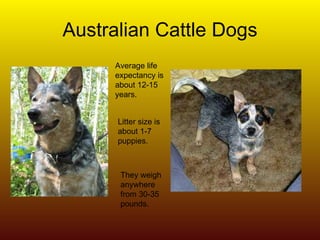 Australian Cattle Dogs Average life expectancy is about 12-15 years.  Litter size is about 1-7 puppies. They weigh anywhere from 30-35 pounds. 
