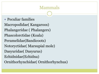 Mammals
 Peculiar families
Macropodidae( Kangaroos)
Phalangeridae ( Phalangers)
Phascolorctidae (Koala)
Peramelidae(Bandicoots)
Notoryctidae( Marsupial mole)
Dasyuridae( Dasyurus)
Echidnidae(Echidna)
Ornithorhynchidae( Ornithorhynchus)
 
