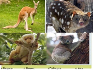 1. Kangaroo 2. Dasyrus 3.Phalangers 4. koala
 