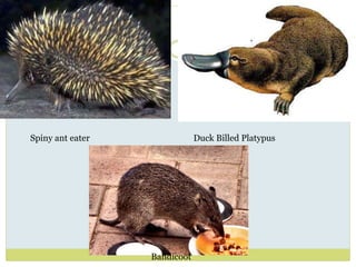 Spiny ant eater Duck Billed Platypus
Bandicoot
 
