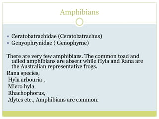 Amphibians
 Ceratobatrachidae (Ceratobatrachus)
 Genyophrynidae ( Genophyrne)
There are very few amphibians. The common toad and
tailed amphibians are absent while Hyla and Rana are
the Australian representative frogs.
Rana species,
Hyla arbouria ,
Micro hyla,
Rhachophorus,
Alytes etc., Amphibians are common.
 