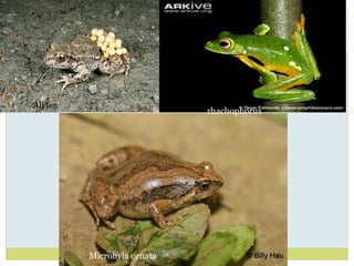 Alytes
Microhyla ornata
rhachophorus
 