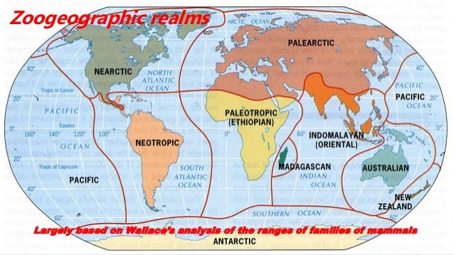 Australian region one of the zoogeographical realms