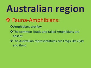  Fauna-Amphibians:
Amphibians are few
The common Toads and tailed Amphibians are
absent
The Australian representatives are Frogs like Hyla
and Rana
 