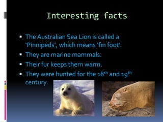 Interesting factsThe Australian Sea Lion is called a ‘Pinnipeds’, which means ‘fin foot’.They are marine mammals.Their fur keeps them warm.They were hunted for the 18th and 19th century.