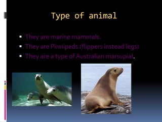 Type of animalThey are marine mammals.They are Pinnipeds.(flippers instead legs)They are a type of Australian marsupial.