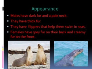 AppearanceMales have dark fur and a pale neck.They have thick fur.They have  flippers that help them swim in seas.Females have grey fur on their back and creamy fur on the front.                                      