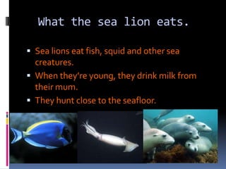 What the sea lion eats.Sea lions eat fish, squid and other sea creatures.When they’re young, they drink milk from their mum.They hunt close to the seafloor.