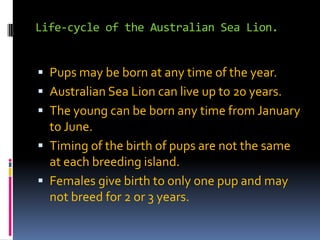 Life-cycle of the Australian Sea Lion.Pups may be born at any time of the year.Australian Sea Lion can live up to 20 years.The young can be born any time from January to June.Timing of the birth of pups are not the same at each breeding island.Females give birth to only one pup and may not breed for 2 or 3 years.