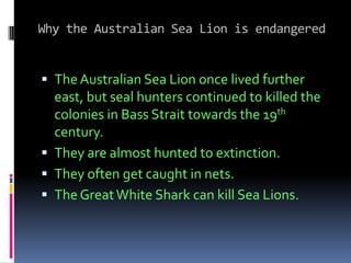 Why the Australian Sea Lion is endangeredThe Australian Sea Lion once lived further east, but seal hunters continued to killed the colonies in Bass Strait towards the 19th century.They are almost hunted to extinction.They often get caught in nets.The Great White Shark can kill Sea Lions.
