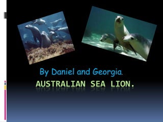 Australian Sea Lion. By Daniel and Georgia. 