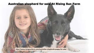 Australian shepherd for sale At Rising Sun Farm
http://www.risingsunfarm.com/australian-shepherds-puppy-for-sale/
 