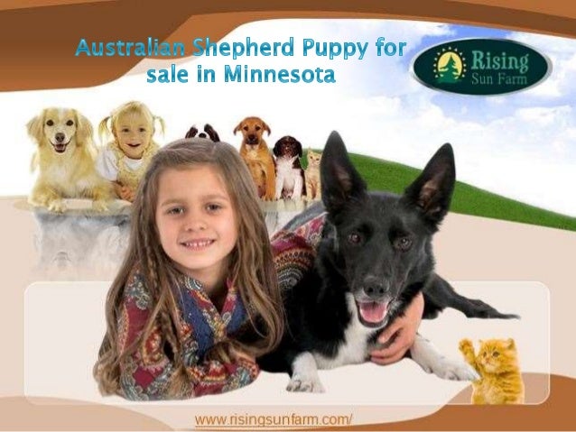 Puppy Australian Shepherds Puppy For Sale In Minnesota