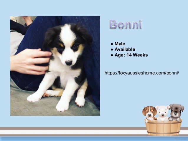 Australian Shepherd Puppies For Sale Near Me