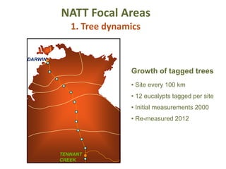 NATT Focal Areas
DARWIN
TENNANT
CREEK
Growth of tagged trees
• Site every 100 km
• 12 eucalypts tagged per site
• Initial measurements 2000
• Re-measured 2012
1. Tree dynamics
 