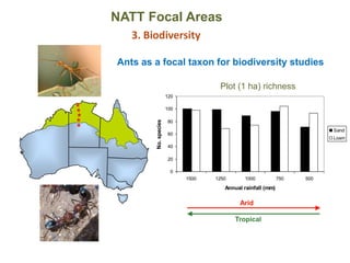 0
20
40
60
80
100
120
1500 1250 1000 750 500
Annual rainfall (mm)
No.species
Sand
Loam
Plot (1 ha) richness
Tropical
Arid
Ants as a focal taxon for biodiversity studies
NATT Focal Areas
3. Biodiversity
 