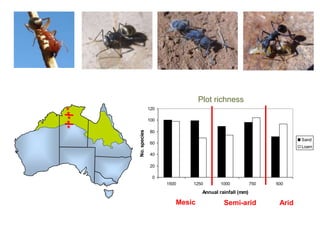 Ant biogeographic discontinuities
0
20
40
60
80
100
120
1500 1250 1000 750 500
Annual rainfall (mm)
No.species Sand
Loam
Plot richness
Mesic Semi-arid Arid
 