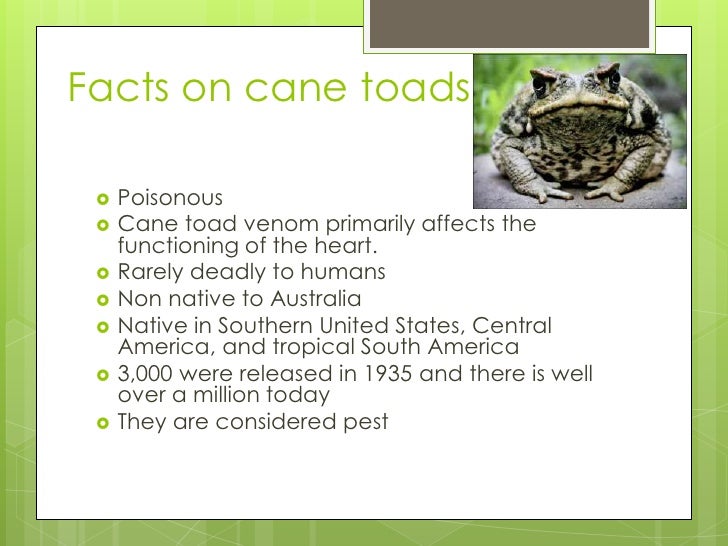 Impact of cane toad introduction into australian habitat