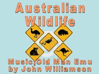 Australian Wildlife Music;Old Man Emu by John Williamson 