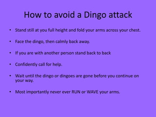 How to avoid a Dingo attack
• Stand still at you full height and fold your arms across your chest.

• Face the dingo, then calmly back away.
• If you are with another person stand back to back
• Confidently call for help.
• Wait until the dingo or dingoes are gone before you continue on
your way.

• Most importantly never ever RUN or WAVE your arms.

 