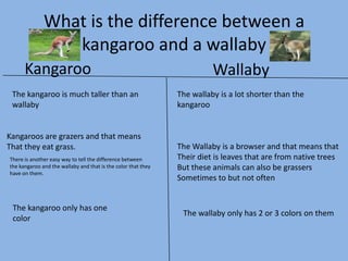 What is the difference between a
kangaroo and a wallaby
Kangaroo
The kangaroo is much taller than an
wallaby

Kangaroos are grazers and that means
That they eat grass.
There is another easy way to tell the difference between
the kangaroo and the wallaby and that is the color that they
have on them.

The kangaroo only has one
color

Wallaby
The wallaby is a lot shorter than the
kangaroo

The Wallaby is a browser and that means that
Their diet is leaves that are from native trees
But these animals can also be grassers
Sometimes to but not often

The wallaby only has 2 or 3 colors on them

 