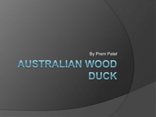 Australian Wood Duck By Prem Patel 