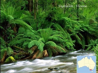 Vegetación - Victoria
 