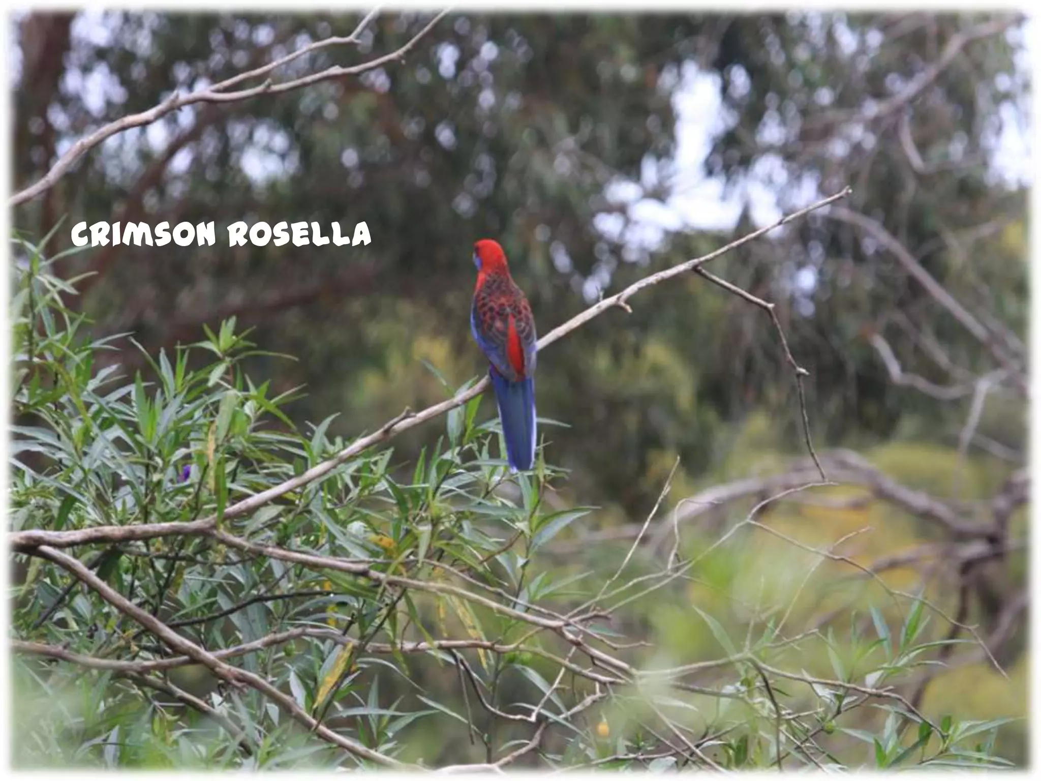 Crimson Rosella
 