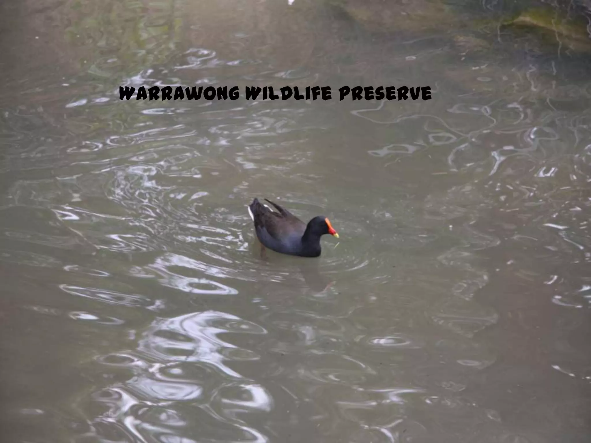 Warrawong Wildlife Preserve
 