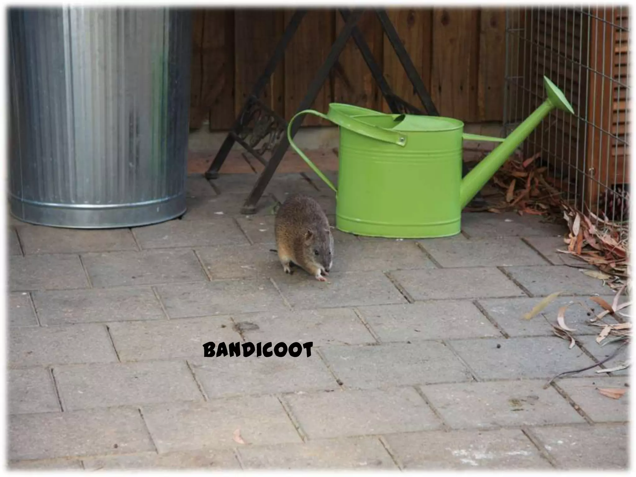 Bandicoot
 