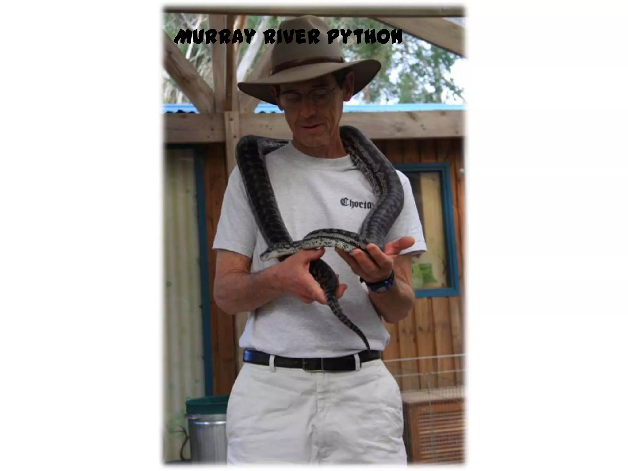 Murray River Python
 