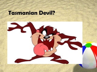 Tasmanian Devil?
 