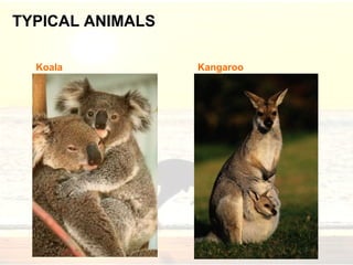 TYPICAL ANIMALS Koala Kangaroo 