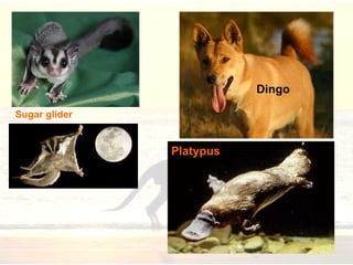 Dingo Platypus Sugar glider 