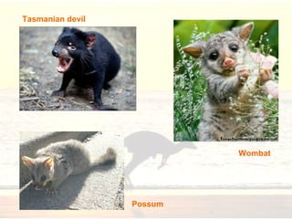 Tasmanian devil Wombat Possum 