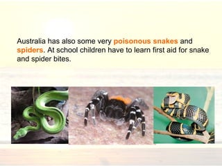Australia  has  also some very  poisonous snakes  and  spiders . At school children have to learn first aid for snake and spider bites.  