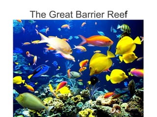 The Great Barrier Ree f 