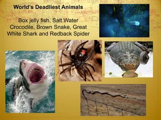 World’s Deadliest AnimalsBox jelly fish, Salt Water Crocodile, Brown Snake, Great White Shark and Redback Spider