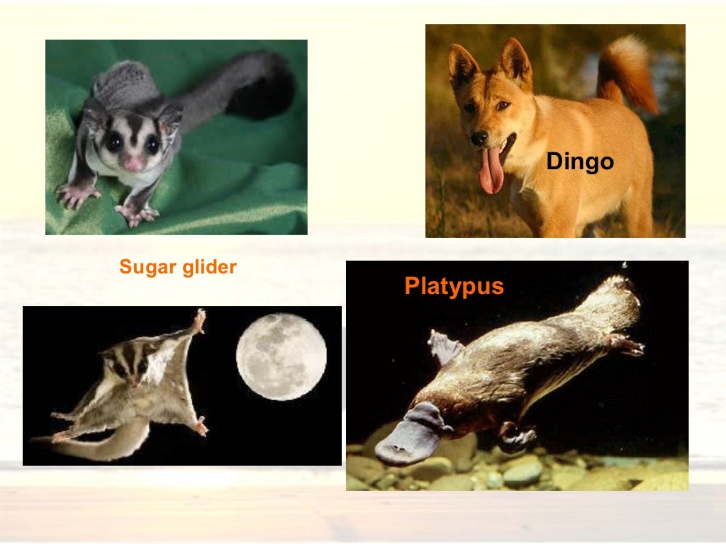 Australia, the land down under