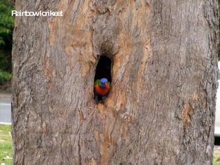 Rainbow lorikeet 