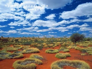 Spinifex - végétation de l ’Outback 