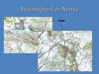 Nationalpark in Noosa Koala 