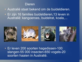Dieren Australi ë  staat bekend om de buideldieren. Er zijn 16 families buideldieren,13 leven in  Australi ë : kangoeroes, buidelrat, koala,... Er leven 200 soorten hagedissen-100 slangen-55 000 insecten-650 vogels-20 soorten haaien in Australi ë . 