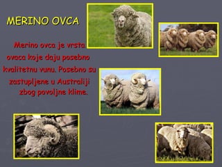 MERINO OVCA Merino ovca je vrsta ovaca koje daju posebno  kvalitetnu vunu. Posebno su zastupljene u Australiji zbog povoljne klime. 