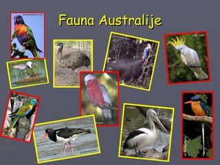 Fauna Australije 