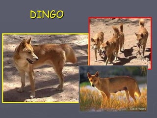 DINGO 