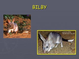 BILBY 