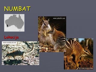 NUMBAT Lokacija 