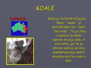 KOALE Koala je torbarski biljojed. Naziv  ''koala'' je aboridžinska reč i znači ''bez vode''. To je zbog činjenice da koale zapravo ne piju vodu, ili vrlo retko, jer im se ishrana sastoji od lišća eukaliptusa koje sadrži dovoljnu količinu vode u sebi. Lokacija 