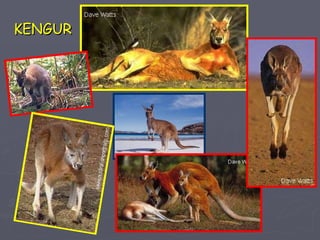 KENGUR 